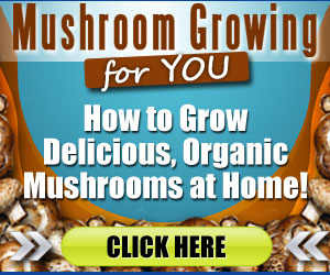 Grow Your Own Mushrooms